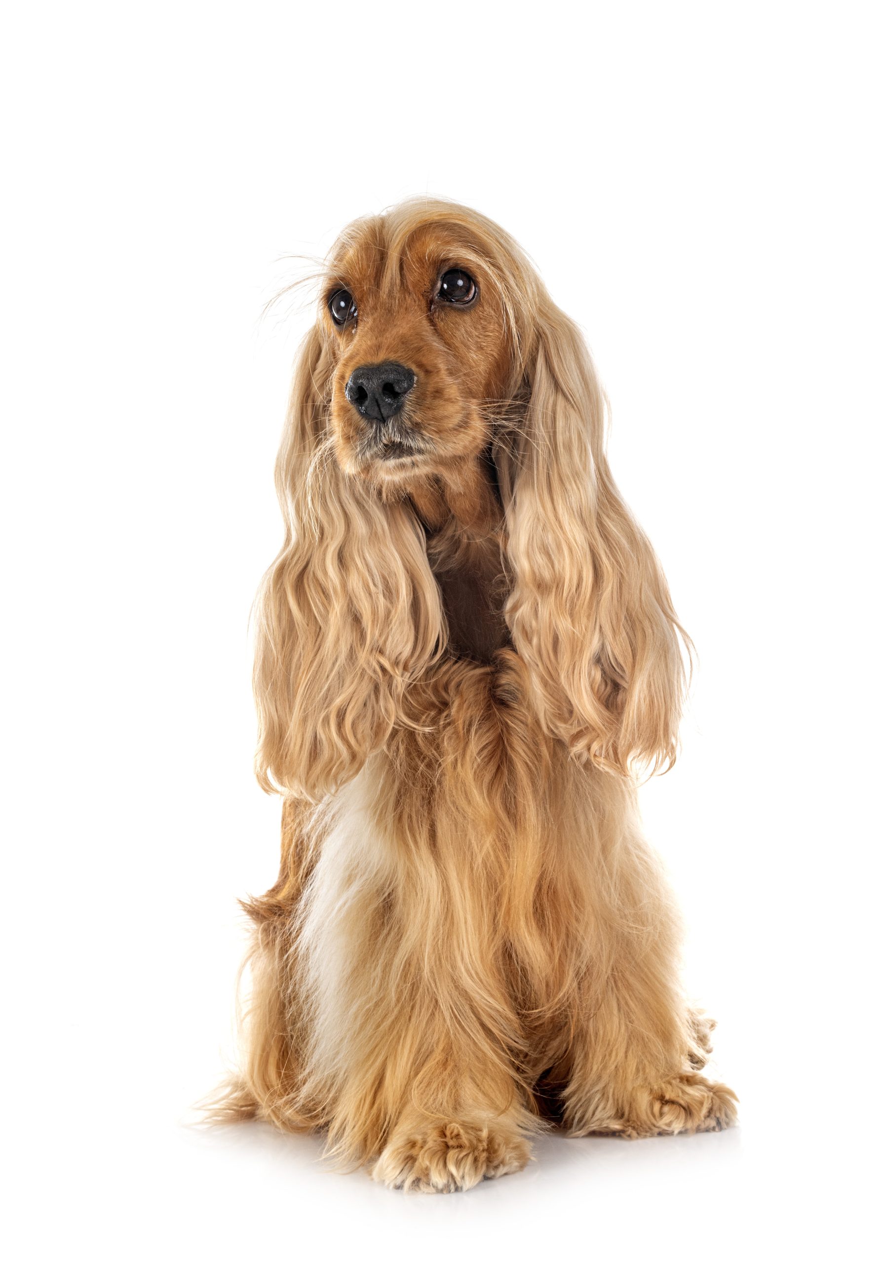 english cocker spaniel