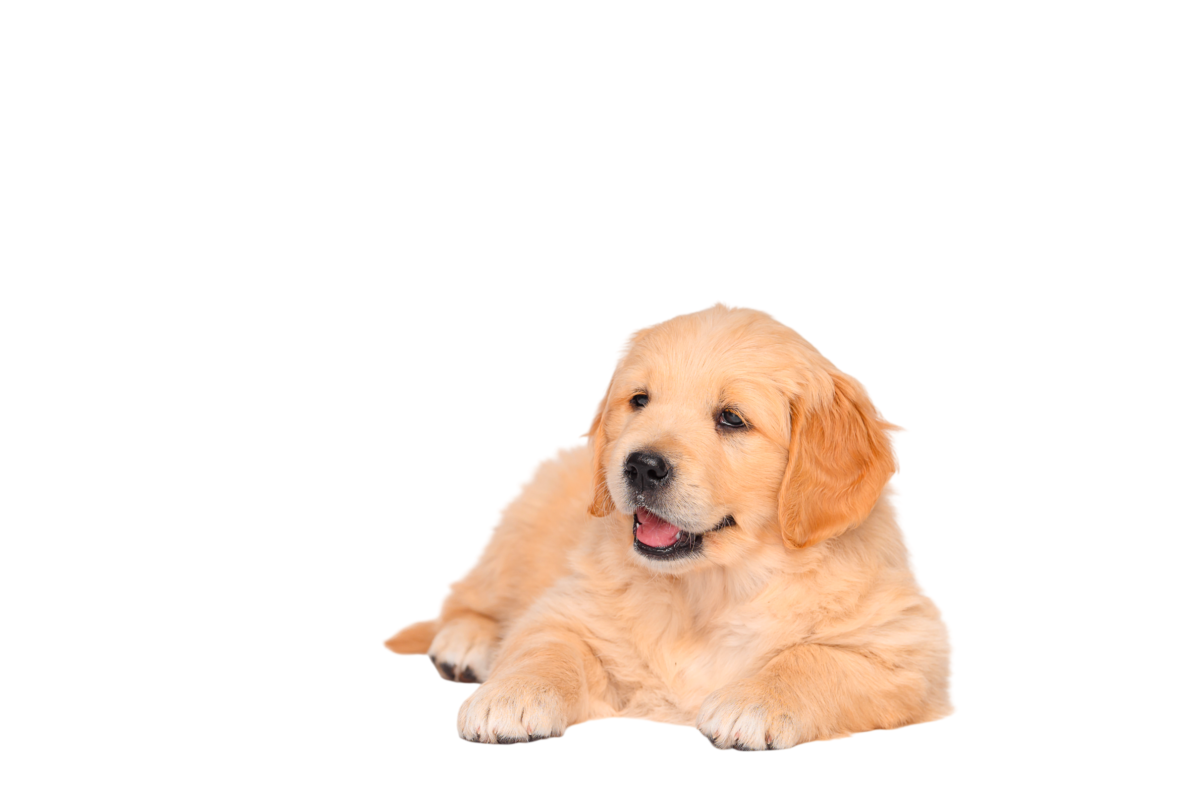 adorable golden retriever puppy relaxing on white 2026 01 09 12 54 59 utc photoroom
