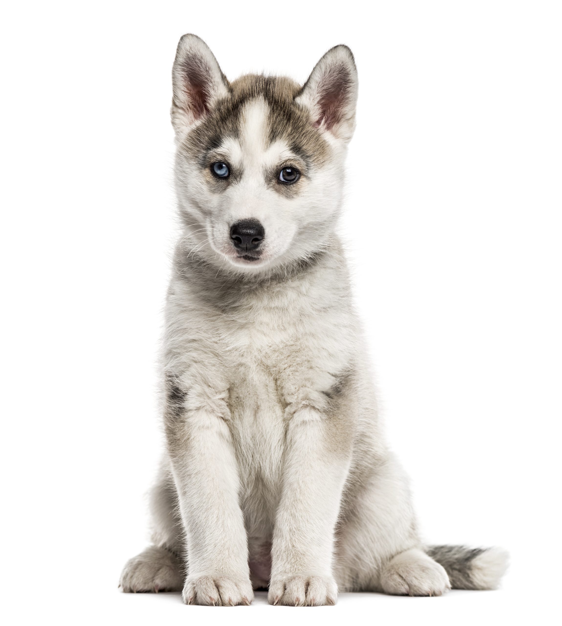 siberian husky puppy sitting, isolated on white