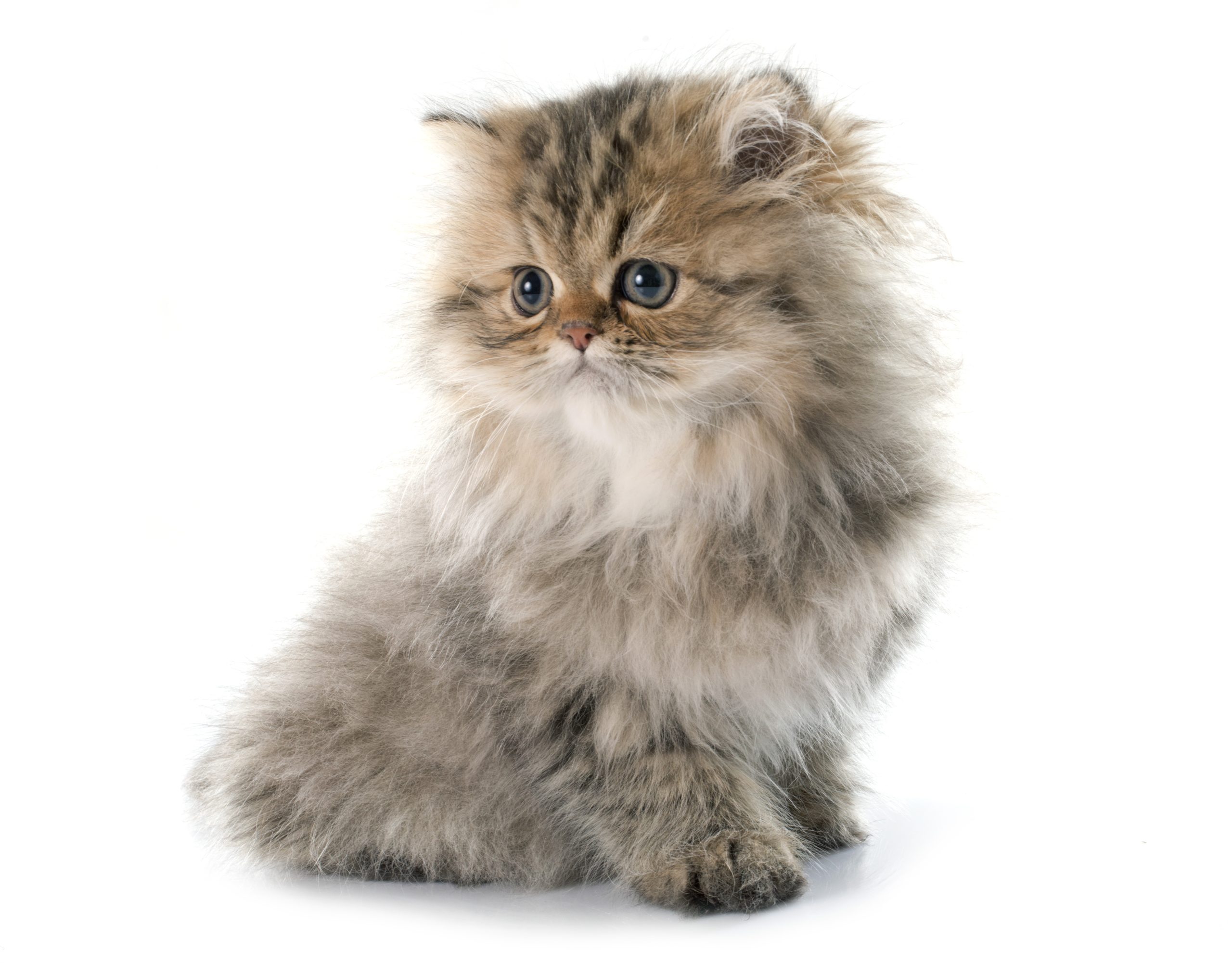 persian kitten