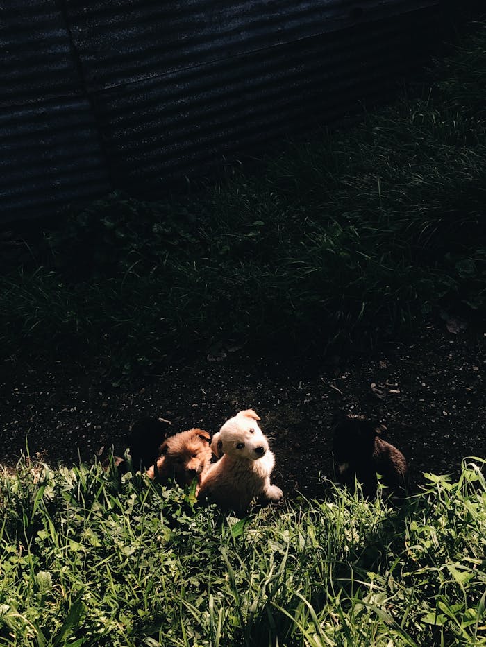 Group of cute puppies frolicking in sunlight, surrounded by lush grass.
