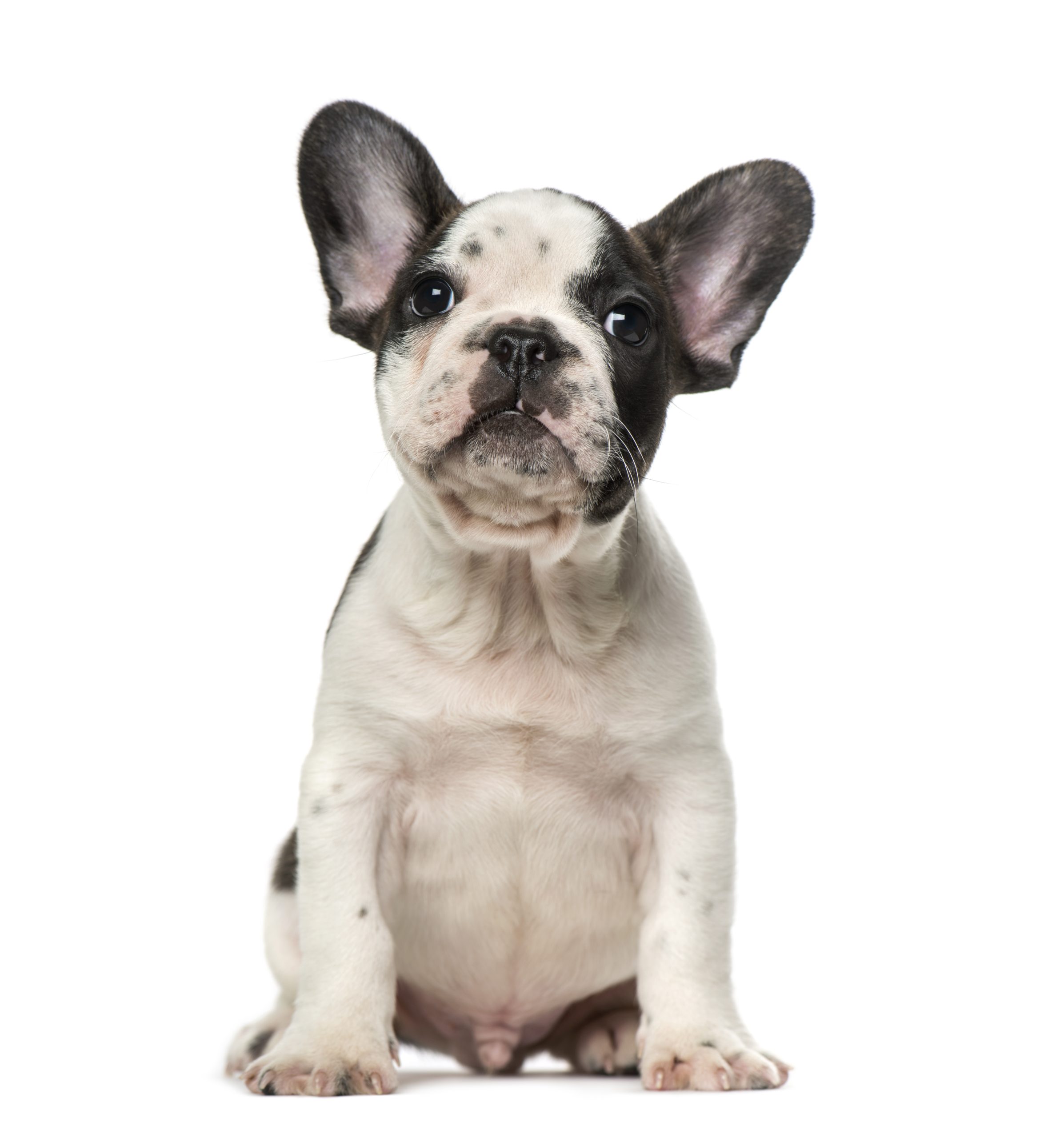 french bulldog puppy