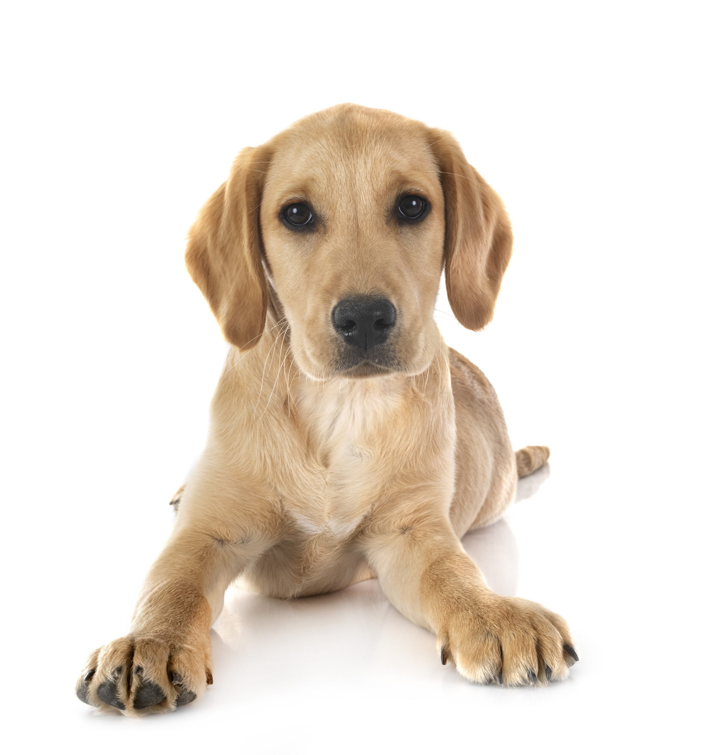 puppy labrado retriever