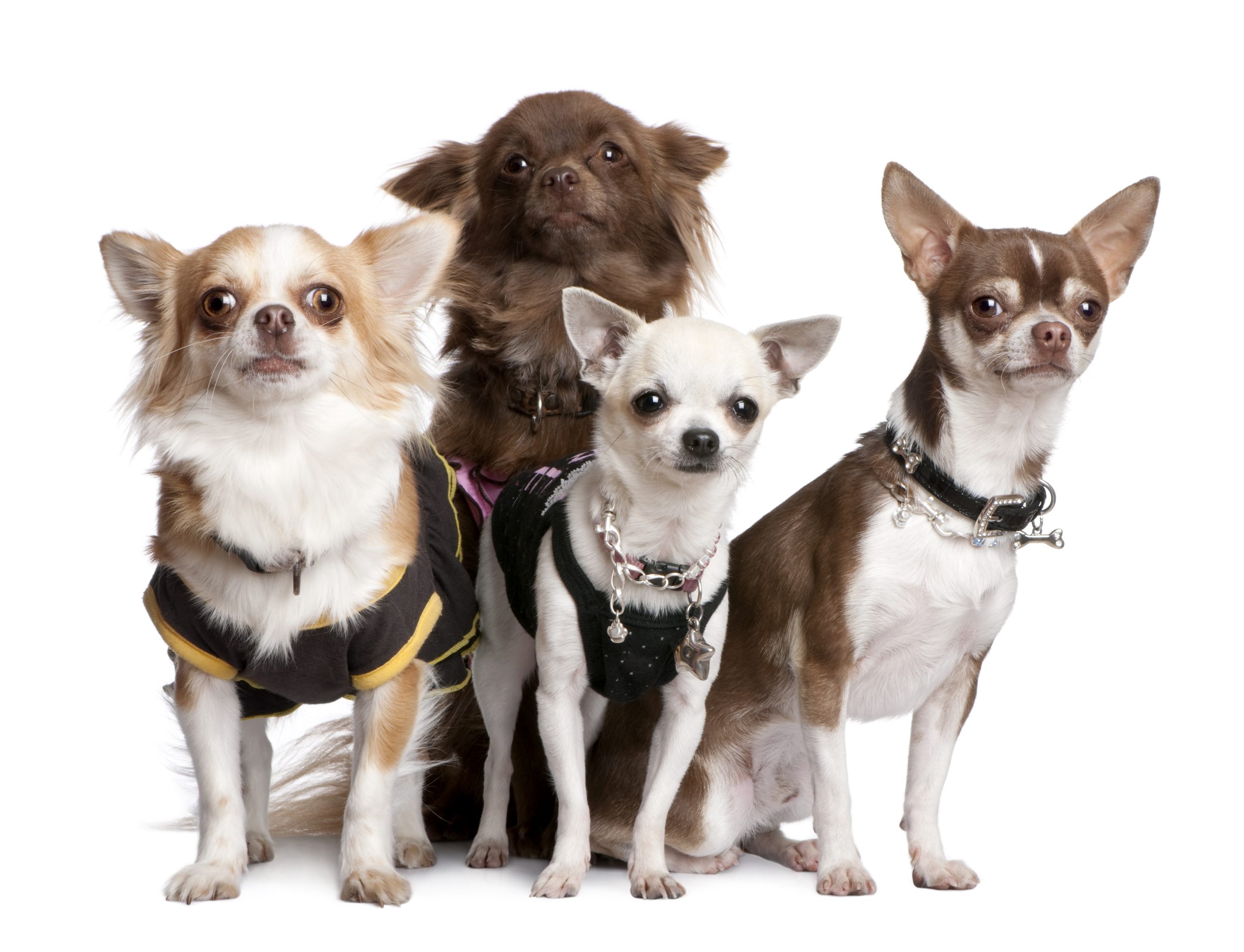 group of 4 chihuahuas dressed up