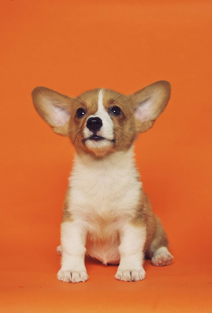 short-coated-brown-and-white-puppy-eoqnr8ikwfe