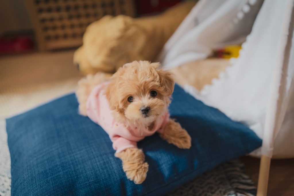 white-long-coated-small-dog-on-blue-textile-7t8ammfu8-s